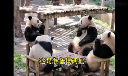 大熊猫的视频,大熊猫的温馨日常