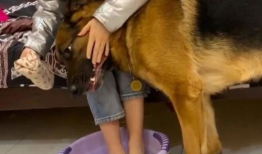 狗操人视频,揭秘动物与人类关系的微妙平衡